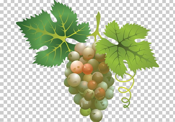 Wine Kyoho Concord Grape PNG, Clipart, Common Grape Vine, Concord Grape, Food, Food Drinks, Fruit Free PNG Download