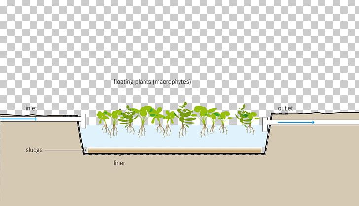 Aquatic Plants Pond Water Purification Fish Farming PNG, Clipart, Angle, Aquatic Plants, Area, Brand, Common Water Hyacinth Free PNG Download