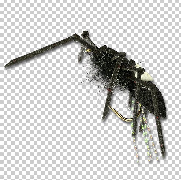 Insect Membrane PNG, Clipart, Animals, Arthropod, Floating Stars 12 1 11, Insect, Invertebrate Free PNG Download