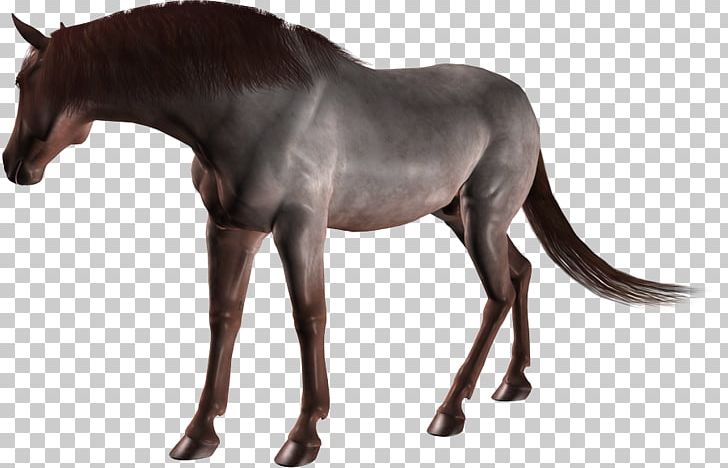 Stallion Mare Colt Mustang Pack Animal PNG, Clipart, Animal, Animal Figure, Colt, Halter, Horse Free PNG Download