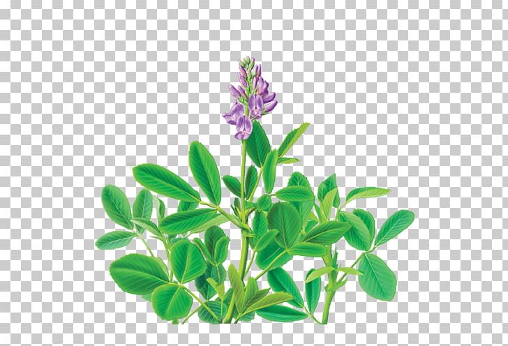 Tea Alfalfa Dietary Supplement Organic Food Herb PNG, Clipart, Alfalfa, Bag, Dietary Supplement, Flower, Flowering Plant Free PNG Download