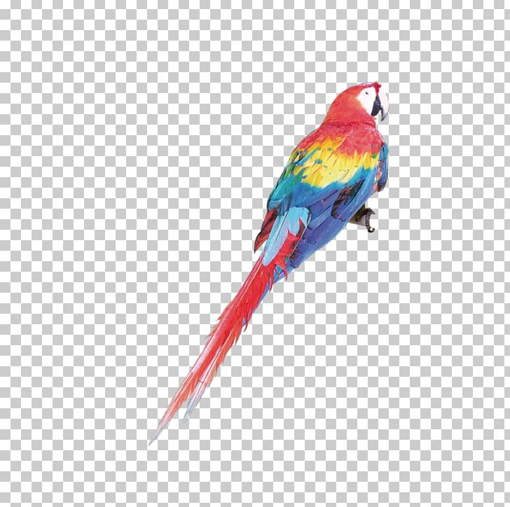 Budgerigar Parrot Macaw Parakeet PNG, Clipart, Animal, Animals, Beak, Bird, Budgerigar Free PNG Download
