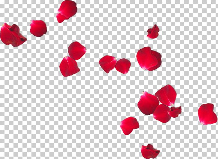 Petal Flower Frans Verwerft En Zonen Rose PNG, Clipart, Alpha Compositing, Cut Flowers, Desktop Wallpaper, Flower, Frans Verwerft En Zonen Free PNG Download