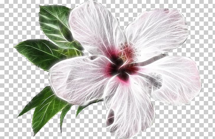 Shoeblackplant Flower Petal PNG, Clipart, Chinese Hibiscus, Common Hibiscus, Cut Flowers, Encapsulated Postscript, Flower Free PNG Download