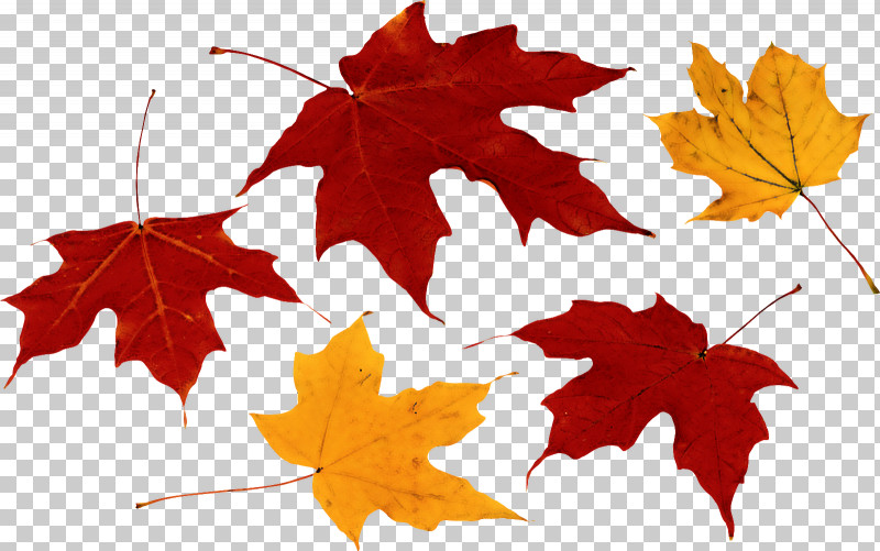 Maple Leaf PNG, Clipart, Autumn, Black Maple, Deciduous, Flower, Grape Leaves Free PNG Download