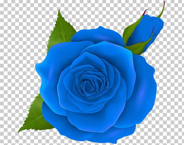 Blue Rose Flower PNG, Clipart, Blue, Blue Rose, Bud, Clip Art, Cobalt Blue Free PNG Download