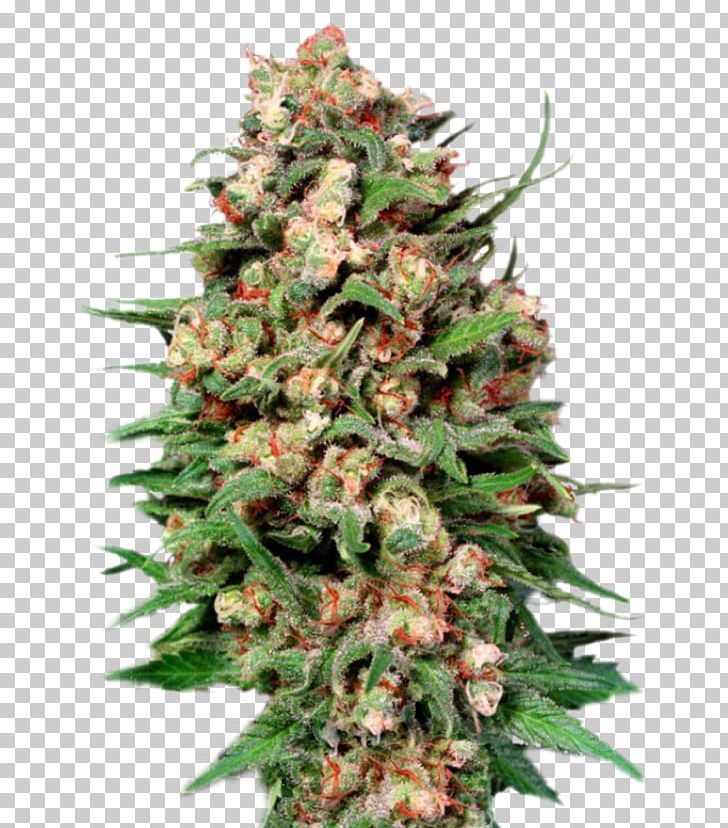 Cannabis Cup Skunk Kush Haze PNG, Clipart, Acapulco Gold, Animals, Barneys Farm Shop, Cannabis, Cannabis Cup Free PNG Download