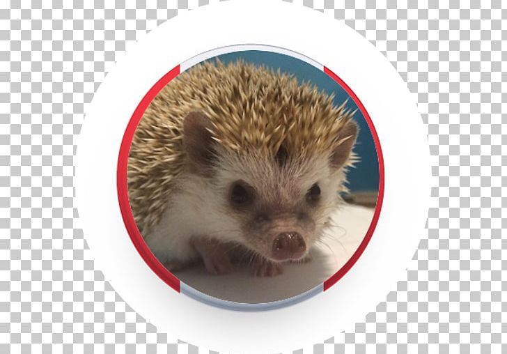 Domesticated Hedgehog Porcupine Fauna Domestication PNG, Clipart, Animals, Canadian, Crop, Domesticated Hedgehog, Domestication Free PNG Download