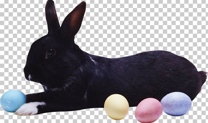 Easter Bunny Hare European Rabbit PNG, Clipart, Animal, Animals, Bunny, Dog Breed, Dog Like Mammal Free PNG Download