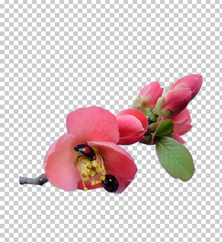 Flower Floral Design Petal PNG, Clipart, Artificial Flower, Blossom, Cut Flowers, Designer, Flo Free PNG Download