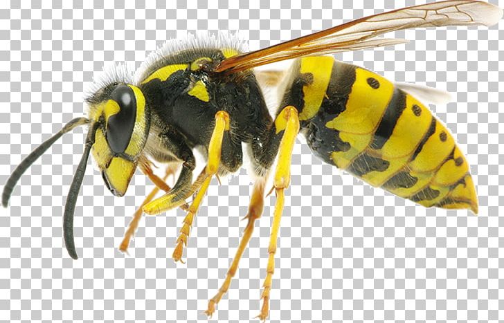 Hornet Characteristics Of Common Wasps And Bees Insect Characteristics Of Common Wasps And Bees PNG, Clipart, Arthropod, Baldfaced Hornet, Bee, Bee Sting, Eastern Cicada Killer Free PNG Download