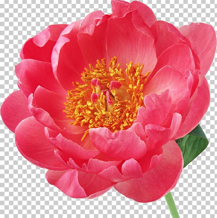 Peony Flower Desktop PNG, Clipart, Annual Plant, Clip Art, Desktop Wallpaper, Digital Image, Download Free PNG Download