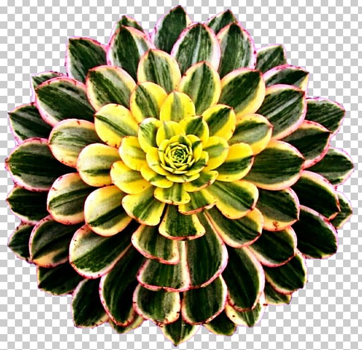 Aeonium Haworthii Succulent Plant Cactaceae Houseplant Garden PNG, Clipart, Aeonium, Agave, Aloe, Bonsai, Cactaceae Free PNG Download