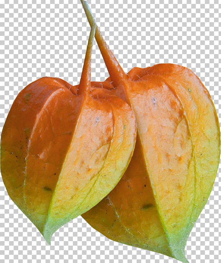 Auglis PNG, Clipart, Auglis, Autumn Leaves, Computer Graphics, Computer Icons, Diospyros Free PNG Download