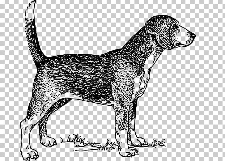 Beagle Drawing PNG, Clipart, American Foxhound, Art, Bark, Beagle, Black And White Free PNG Download
