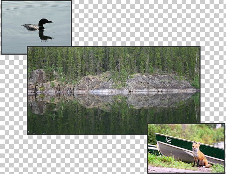 Jan Lake PNG, Clipart, Accommodation, Bird, Ecosystem, Fauna, Grass Free PNG Download