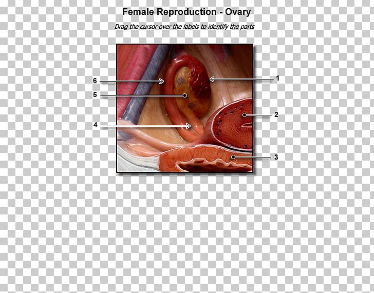 Ovarian Follicle Ovary Female Reproductive System Corpus Luteum Uterus PNG, Clipart, Anatomy, Angle, Corpus Luteum, Ear, Eye Free PNG Download