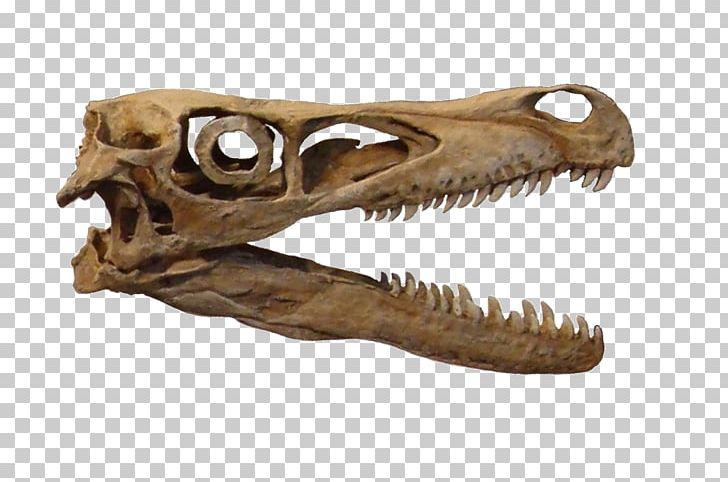 Velociraptor Tyrannosaurus Dinosaur Dromaeosaurus Sclerotic Ring PNG, Clipart, Bone, Bucky, Dinosaur, Dromaeosaurus, Encyclopedia Free PNG Download
