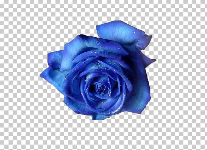 Blue Rose Flower PNG, Clipart, Aesthetic, Black Rose, Blue, Blue Flower, Blue Rose Free PNG Download
