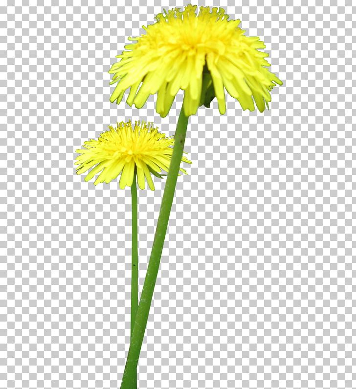 Cut Flowers Dandelion Maso-jiko PNG, Clipart, Annual Plant, Cut Flowers, Dahlia, Daisy Family, Dandelion Free PNG Download