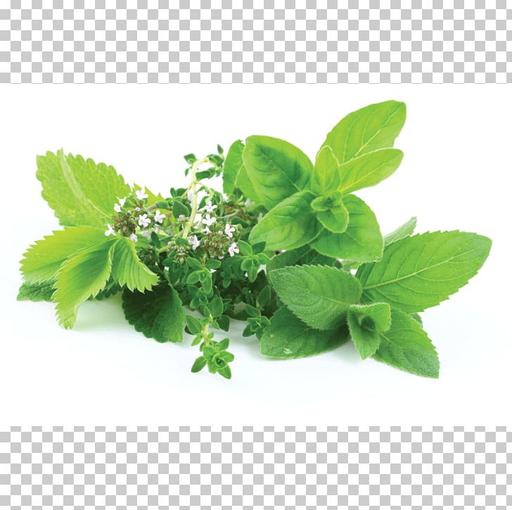 Herb Lemon Balm Stock Photography Food Plant PNG, Clipart, Food, Health, Herb, Herbal, Herbalism Free PNG Download
