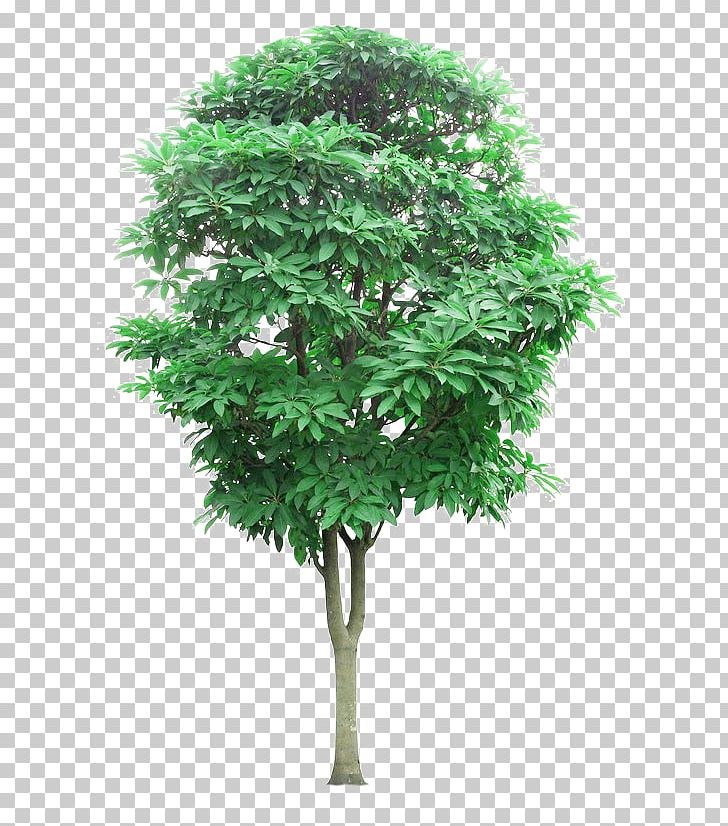 Tree Lindens Branch Mangifera Indica PNG, Clipart, Aastarxf5ngad, Auglis, Big, Big Tree, Branches Free PNG Download