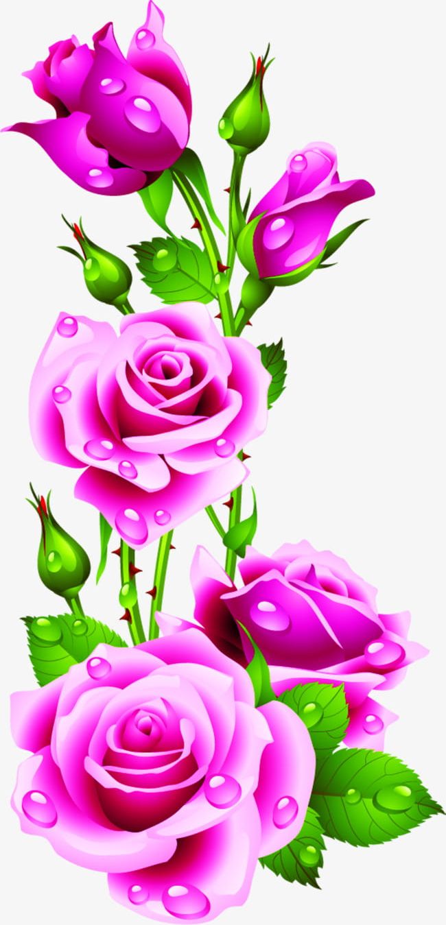 Water Drops Rose Rose Petals PNG, Clipart, Droplets, Drops Clipart, Drops Clipart, Petal, Petals Clipart Free PNG Download