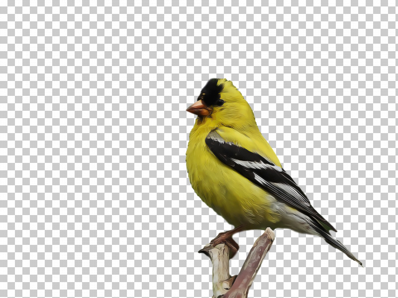 Feather PNG, Clipart, American Goldfinch, American Sparrows, Atlantic Canary, Beak, Birds Free PNG Download
