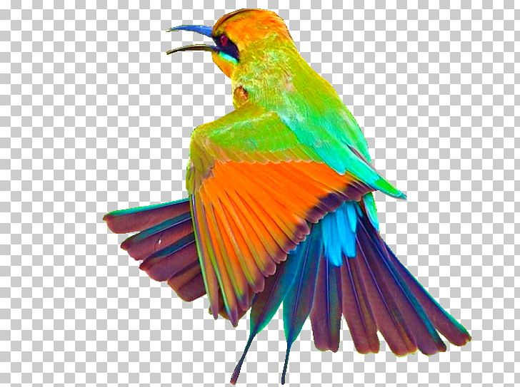 Bird-of-paradise Macaw Owl Parakeet PNG, Clipart, Angelfish, Animals, Beak, Bird, Birdofparadise Free PNG Download
