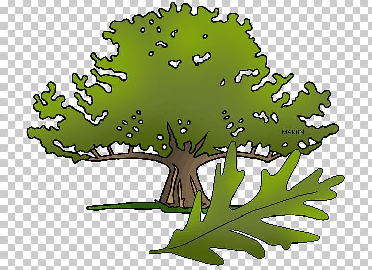 Connecticut Charter Oak State Tree PNG, Clipart, Branch, Charter, Connecticut, Grass, Green Free PNG Download