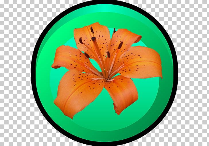 Flower PNG, Clipart, Flower, Flowering Plant, Nature, Orange, Shreya Free PNG Download