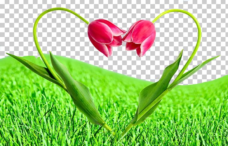 Flower Love Tulip Stock Photography PNG, Clipart, Flower, Flower Bouquet, Flowers, Grass, Green Free PNG Download