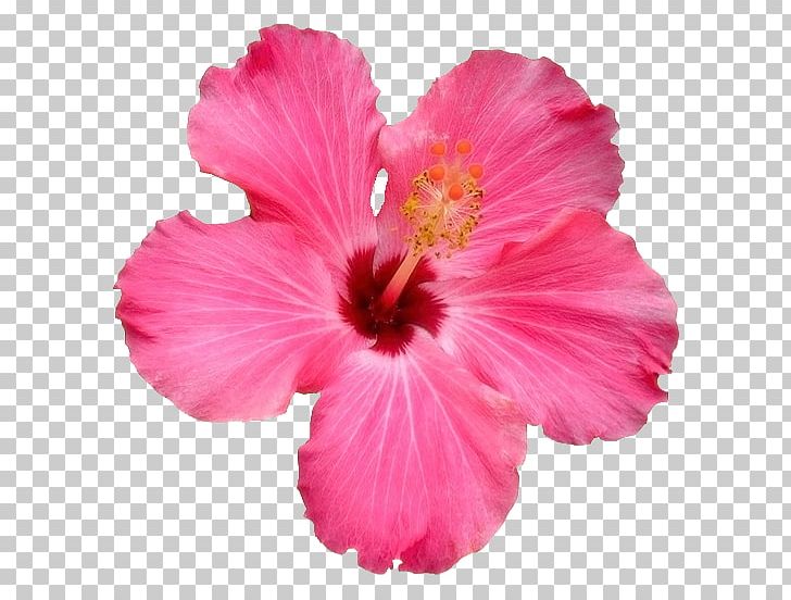 Shoeblackplant Pink Flowers Rose Genus PNG, Clipart, Annual Plant, China Rose, Chinese Hibiscus, Chrysanthemum, Com Free PNG Download