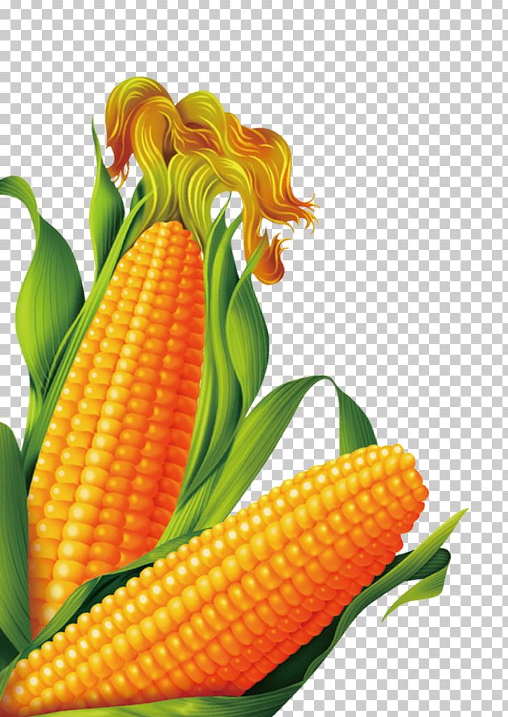 Corn On The Cob Popcorn Sweet Corn Maize PNG, Clipart, Cartoon Corn, Cereal, Commodity, Corn, Corn Cartoon Free PNG Download