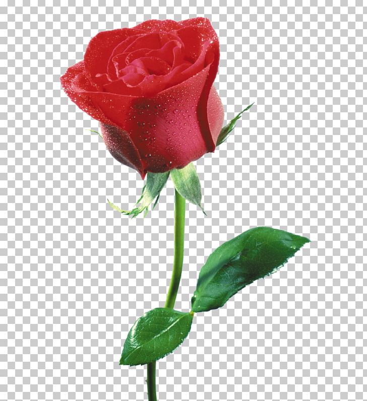 Beach Rose Cut Flowers Red Petal PNG, Clipart, Beach Rose, Blue Rose, Bud, Centifolia Roses, China Rose Free PNG Download