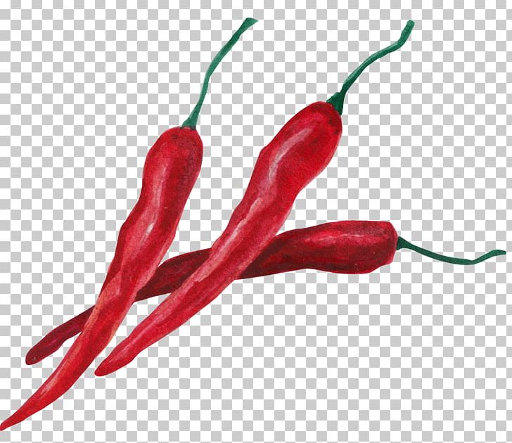 Birds Eye Chili Serrano Pepper Cayenne Pepper Habanero Bell Pepper PNG, Clipart, Bell Peppers And Chili Peppers, Birds Eye Chili, Chili, Chili Pepper, Decoration Free PNG Download