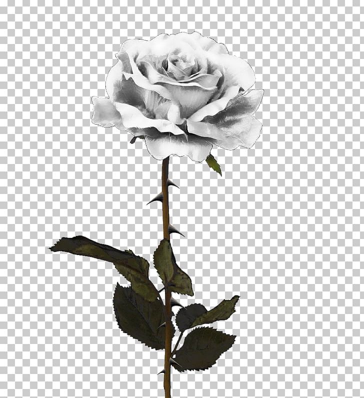Black Rose PNG, Clipart, Black And White, Black Rose, Color, Cut Flowers, Desktop Wallpaper Free PNG Download