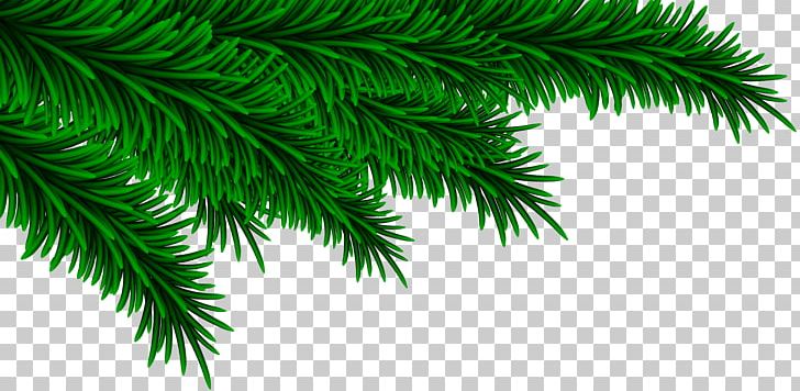 Pine Fir Spruce Tree Branch PNG, Clipart, Arecales, Branch, Christmas, Computer Wallpaper, Conifer Free PNG Download