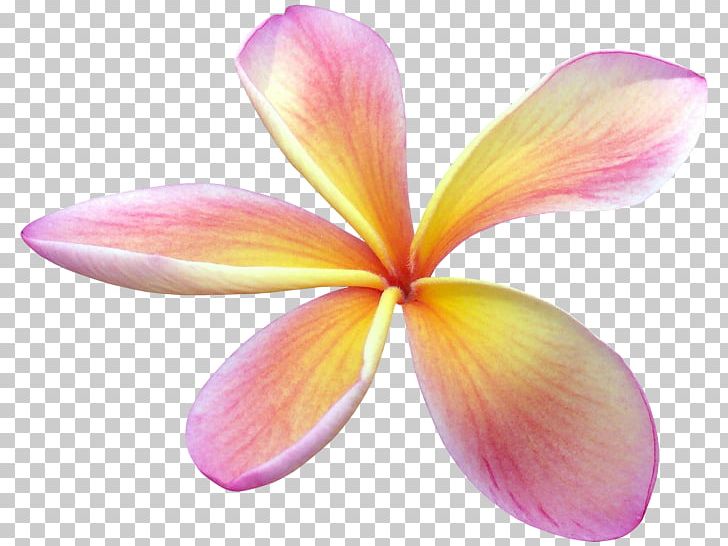Flower Sticker Frangipani PNG, Clipart, Arama, Clip Art, Closeup, Daisy Duck, Drawing Free PNG Download