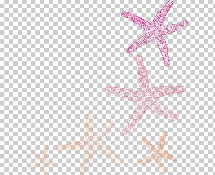 Open Graphics Starfish Illustration PNG, Clipart, Animals, Art, Clip, Computer Icons, Coral Free PNG Download