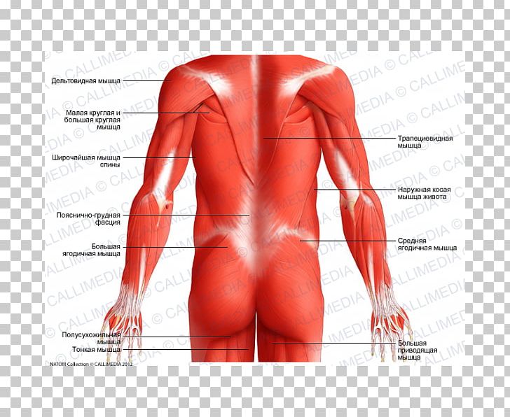 Posterior Triangle Of The Neck Muscle Head And Neck Anatomy Human Body PNG, Clipart, Abdomen, Active Undergarment, Anatomy, Arm, Hand Free PNG Download