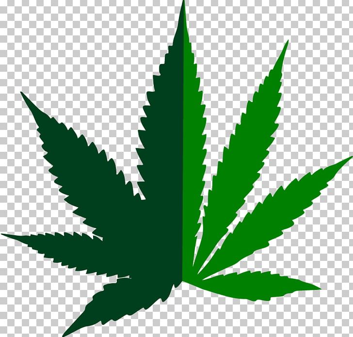 Medical Cannabis Cannabis Ruderalis Hemp PNG, Clipart, Cannabis, Cannabis Ruderalis, Cannabis Shop, Dispensary, Drawing Free PNG Download