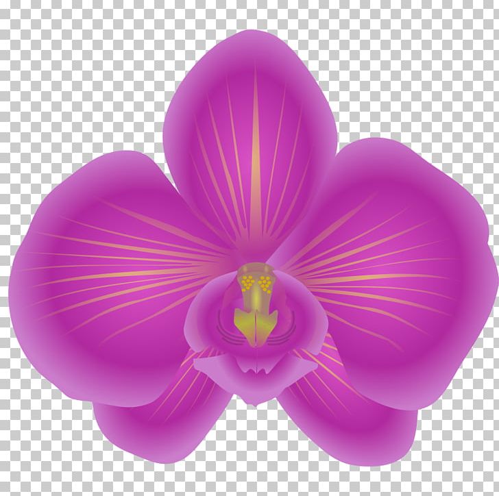 Orchids Flower PNG, Clipart, Blog, Cattleya Orchids, Document, Flower, Flower Clipart Free PNG Download