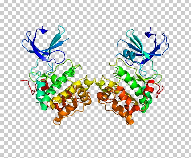 P70-S6 Kinase 1 Ribosomal S6 Kinase Ribosomal Protein S6 Protein Kinase PNG, Clipart, Computer Wallpaper, Eif4b, Enzyme, Gene, Graphic Design Free PNG Download