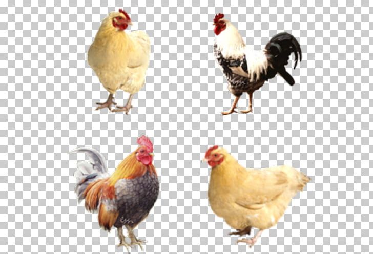 Rooster Chicken Silhouette PNG, Clipart, Animals, Beak, Bird, Chicken, Feather Free PNG Download