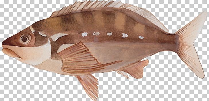 Marine Biology Fauna Tilapia Oily Fish PNG, Clipart, Animal, Animal Figure, Biology, Bony Fishes, Fauna Free PNG Download
