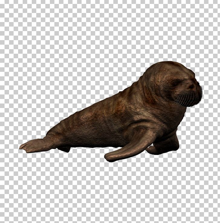 Calf Sea Lion Pacific Walrus Puppy Dolphin PNG, Clipart, Animal, Animals, Atlantic Spotted Dolphin, Calf, Dog Breed Free PNG Download