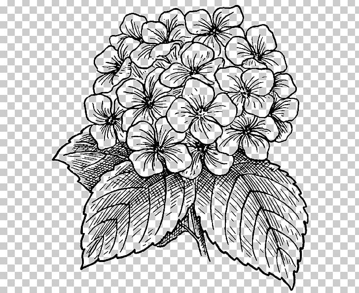Drawing French Hydrangea Flower Watercolor Painting PNG, Clipart, Black And White, Color, Coloring Book, Cut Flowers, Drawing Free PNG Download