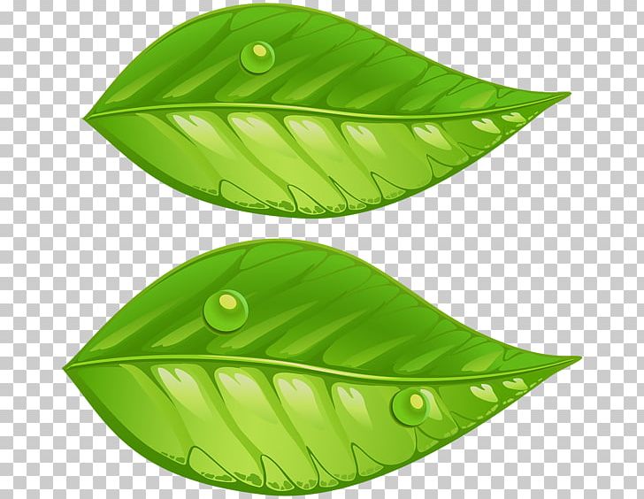 Leaf Green PNG, Clipart, Art Green, Autumn Leaf Color, Clip Art, Color, Computer Icons Free PNG Download