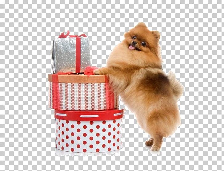Pomeranian Volpino Puppy Siberian Husky Spitz PNG, Clipart, Animals, Carnivoran, Companion Dog, Dog, Dog Breed Free PNG Download